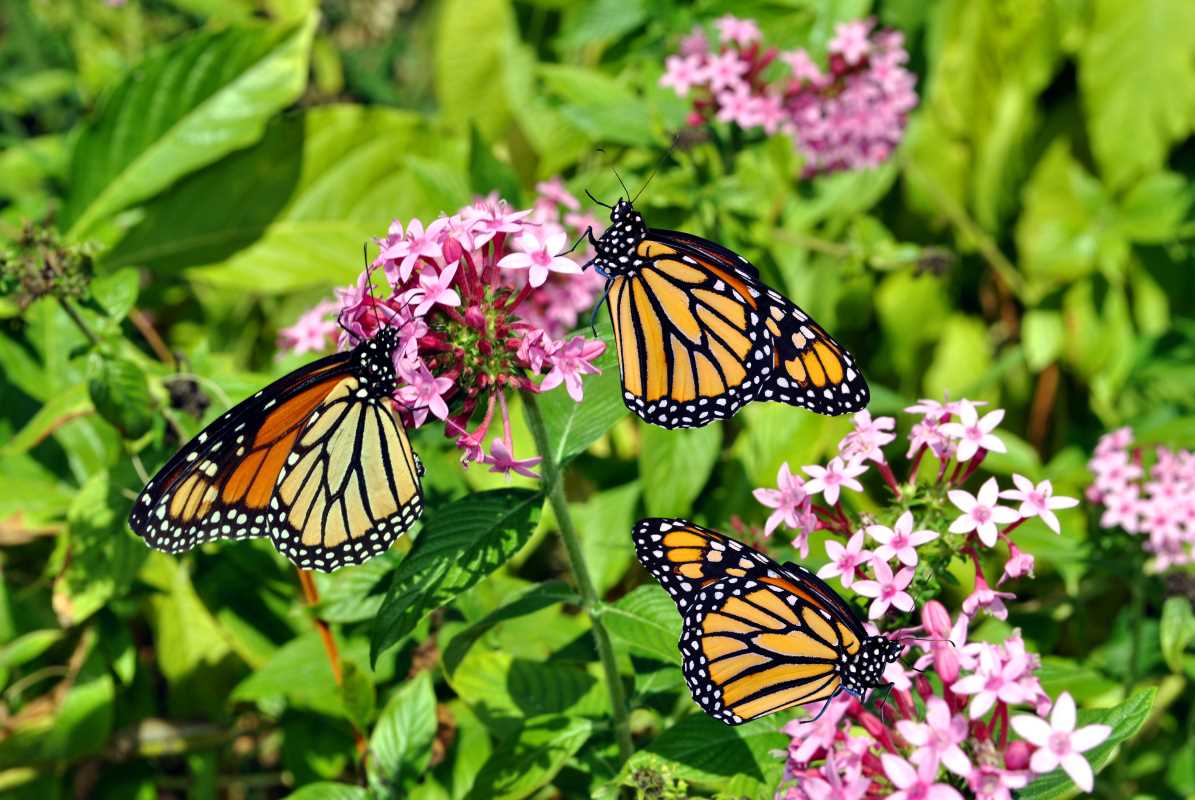 Pollinator-Friendly Plants to Attract Bees and Butterflies