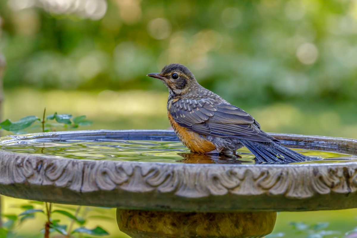 Solar Water Features That Bring Life to Your Garden