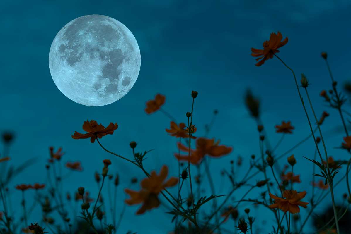 Creating a Moon Garden with Plants That Glow at Night